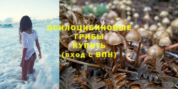 крисы Новокубанск