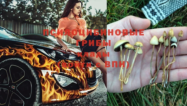 крисы Новокубанск